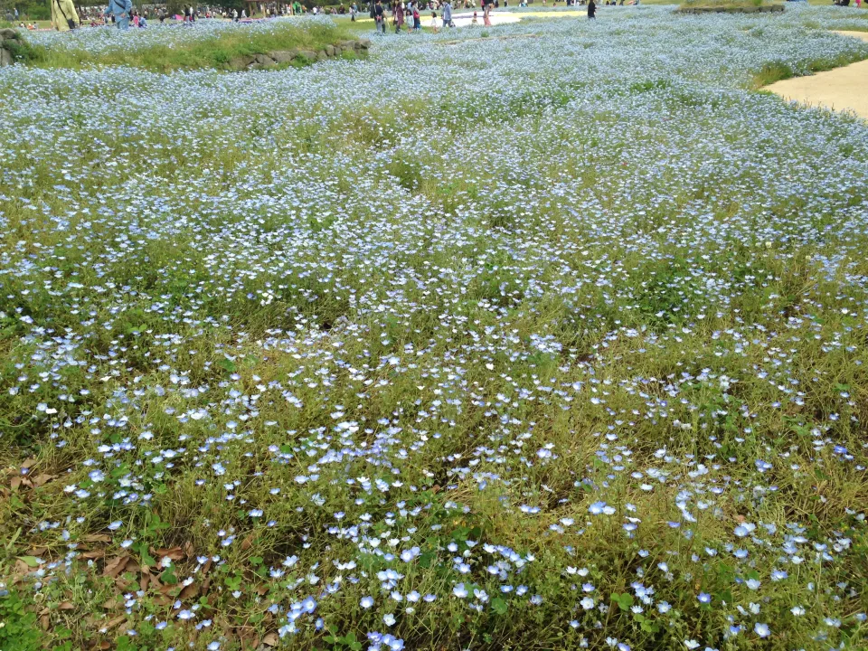우미노나카미치 해변공원 심포니 가든의 푸른 네모필라 꽃밭